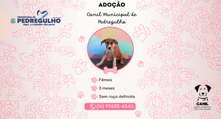 Capa da notícia